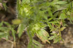 Field burweed